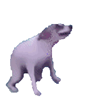 Dancing Dog