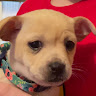 Cute Puppy
